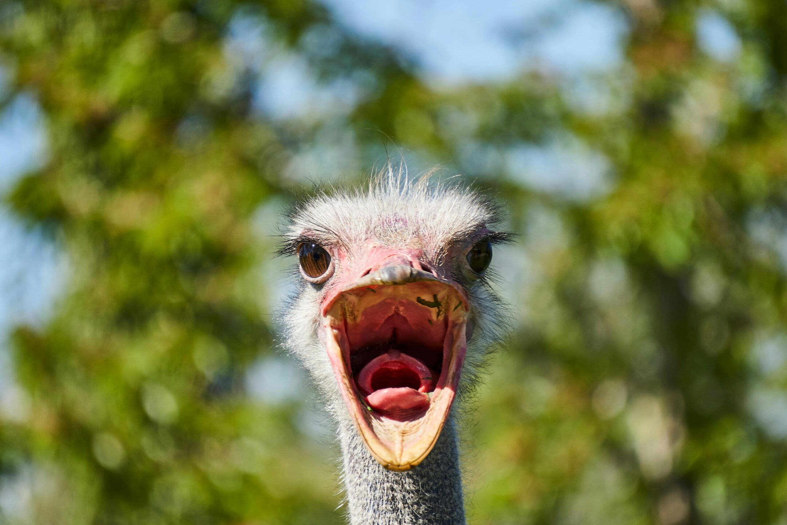 pexels distelapparath 2233442
